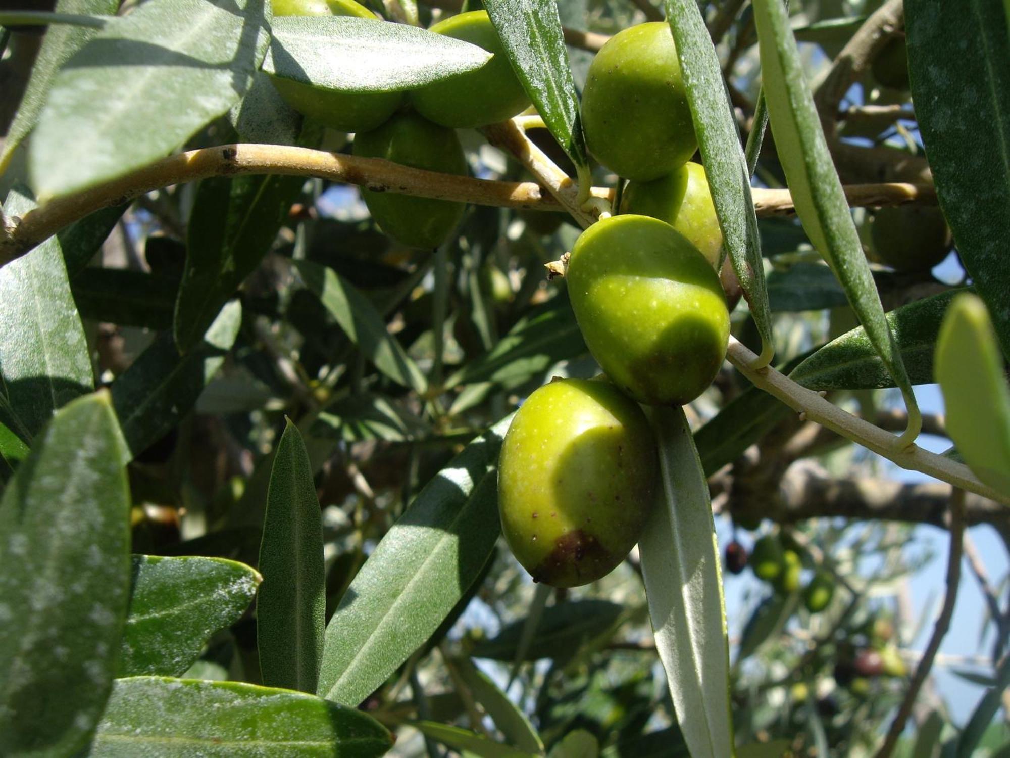 רוזטו דליי אברוצי Agriturismo Il Borgo Degli Ulivi מראה חיצוני תמונה