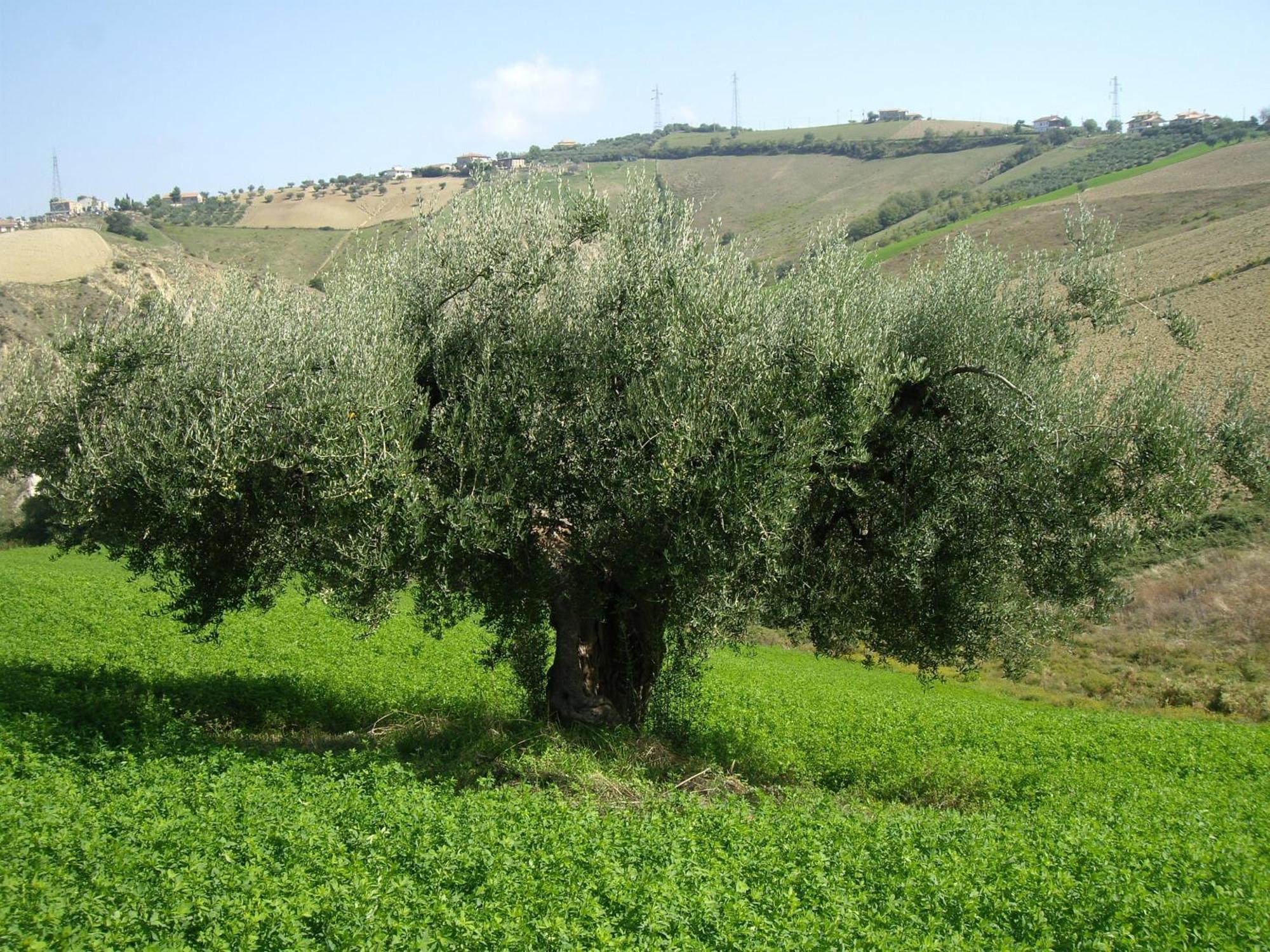 רוזטו דליי אברוצי Agriturismo Il Borgo Degli Ulivi מראה חיצוני תמונה