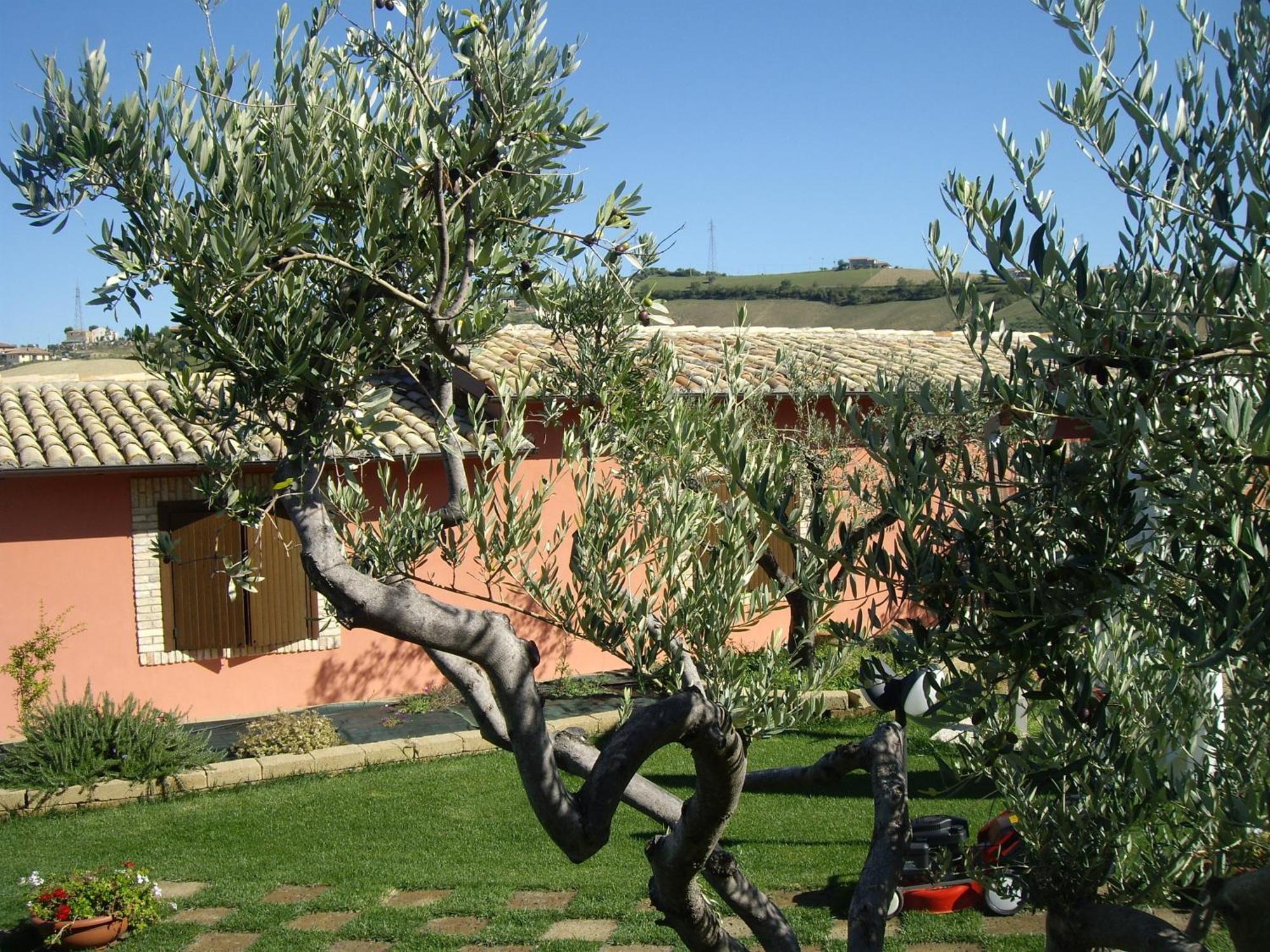 רוזטו דליי אברוצי Agriturismo Il Borgo Degli Ulivi מראה חיצוני תמונה
