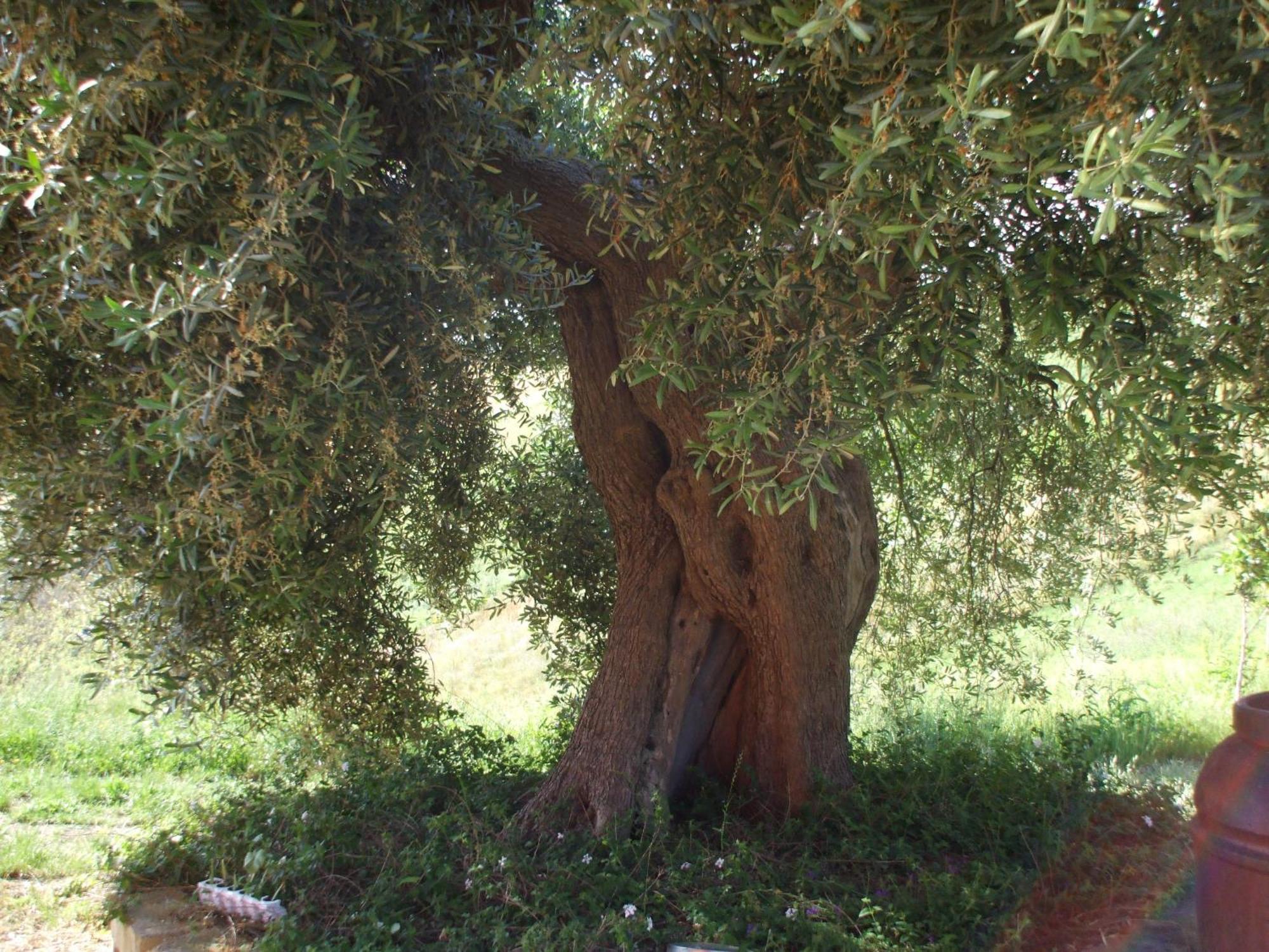 רוזטו דליי אברוצי Agriturismo Il Borgo Degli Ulivi מראה חיצוני תמונה