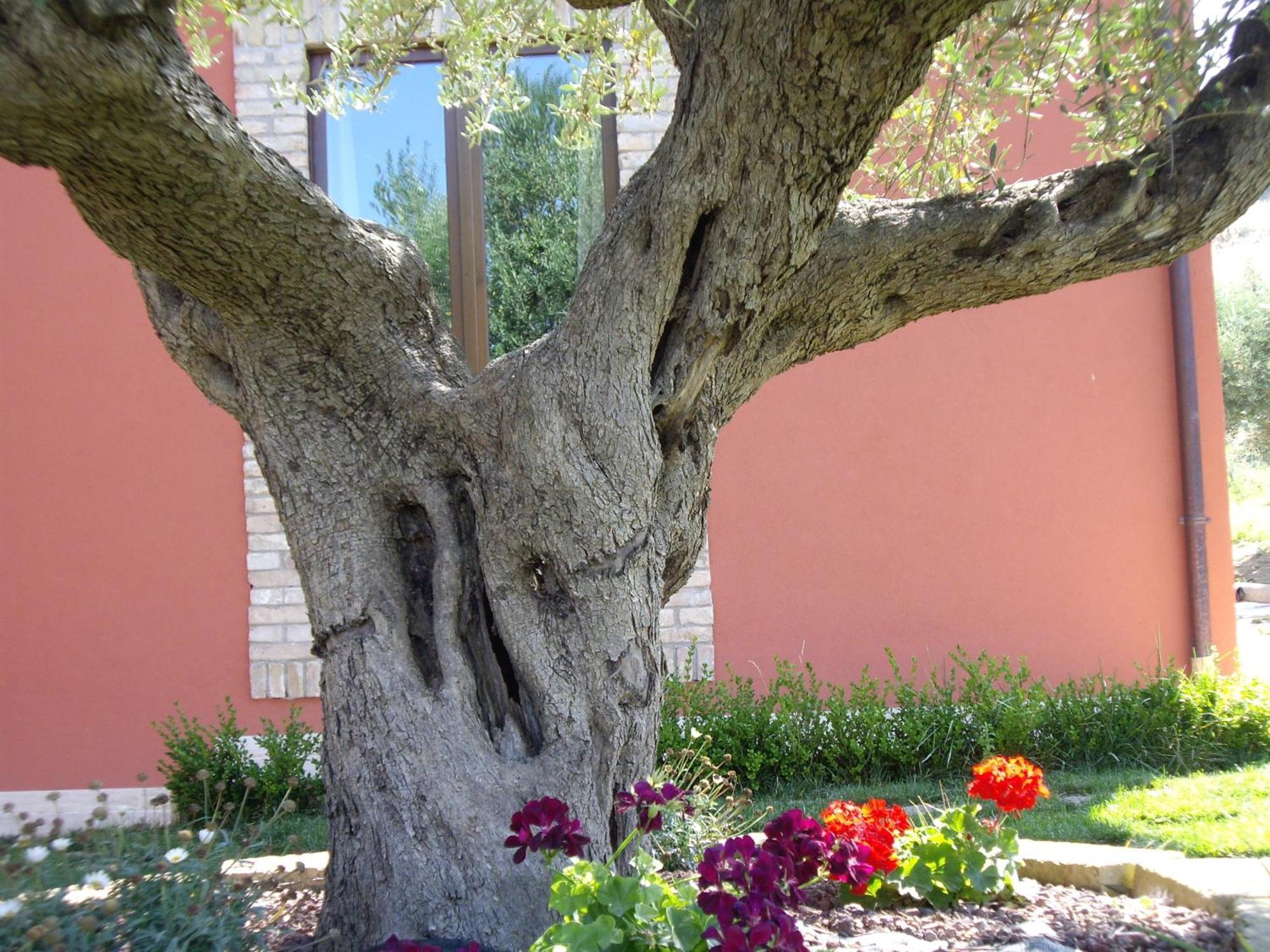 רוזטו דליי אברוצי Agriturismo Il Borgo Degli Ulivi מראה חיצוני תמונה